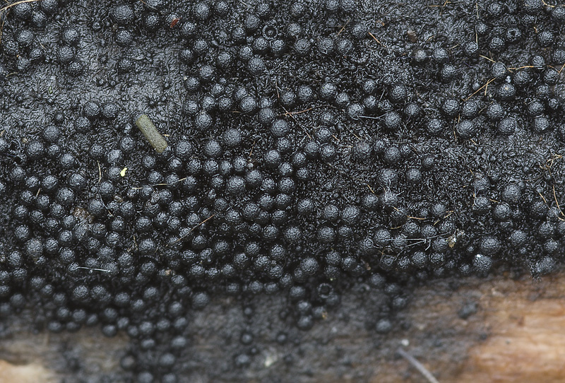 Chaetosphaerella fusca